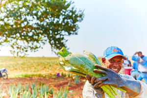 Recoltre d'aloe vera pour Forever Living Products.