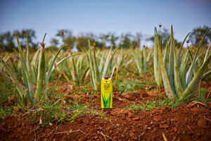 Plantation d'aloe vera pour Forever Living Products.