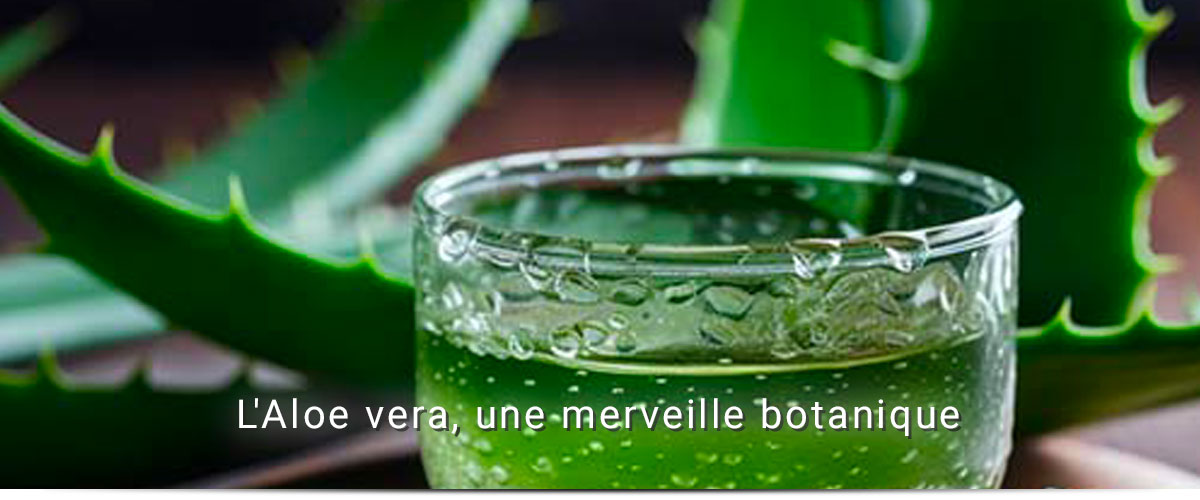 L’Aloe Vera